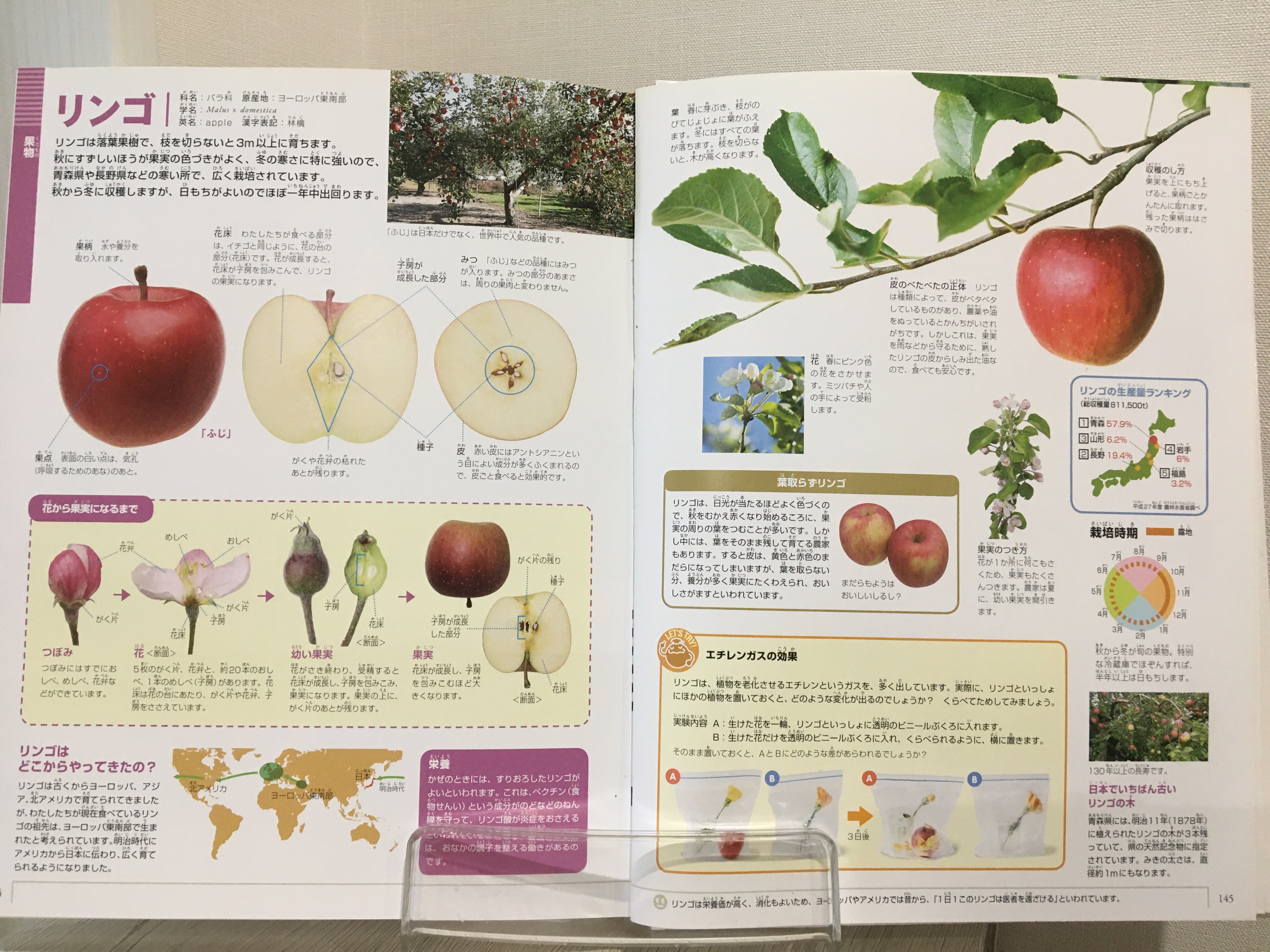 野菜・果物図鑑のりんごのページ