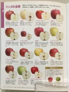 小学館の図鑑neo野菜と果物 図鑑で知的好奇心が旺盛な子どもに育つ活用法