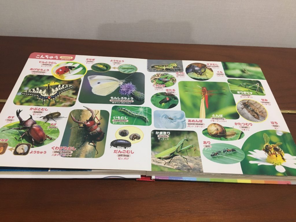 0歳1歳2歳子どもおすすめ図鑑 講談社bcキッズはじめてのずかん555 現役保育士ママの幼児教育情報配信メディア 0歳1歳2歳子どもおすすめ図鑑 講談社bcキッズはじめてのずかん555 現役保育士ママの幼児教育情報配信メディア