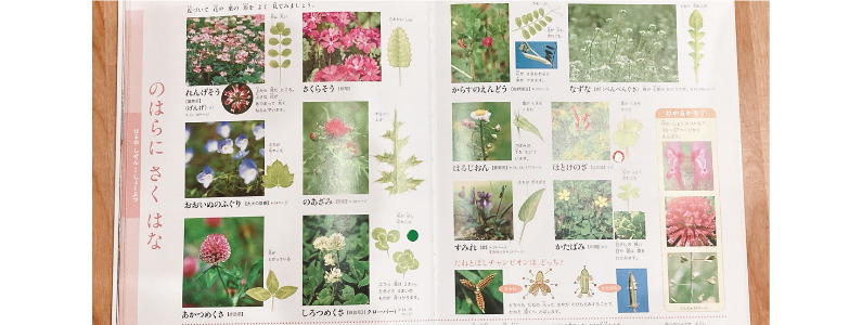 きせつの図鑑花のページ