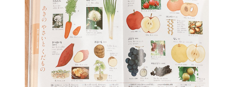 きせつの図鑑　野菜のページ